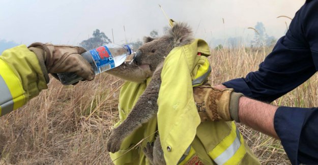 Koalaen reported functionally extinct after australian forest fires