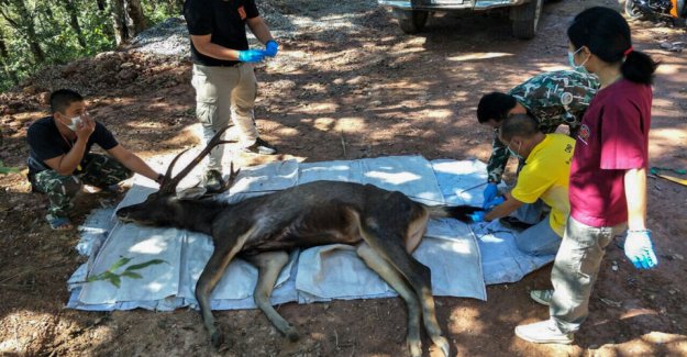 The death of the stag in the national park had seven kilos of plastic in the stomach