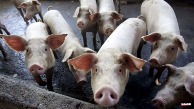 Located 60 malnourished pigs and a hygiene problem "difficult to repair" in La Gomera