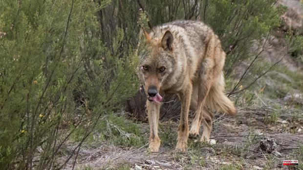 The TC admits the Government's appeal against the Hunting Law of Castilla y León for the wolf