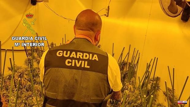 The smell of marijuana leads the Civil Guard to a villa in Valencia with more than two hundred plants