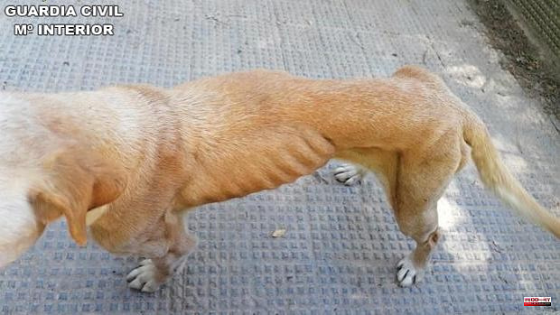 They investigate the owner of two dogs in Cogollor for abandonment and letting them starve