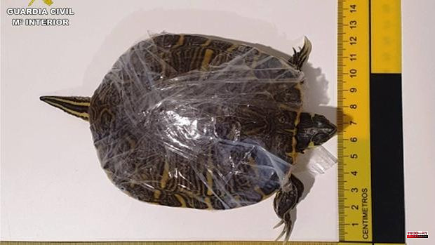 They rescue 46 live turtles and crabs that a passenger had wrapped in plastic inside his luggage
