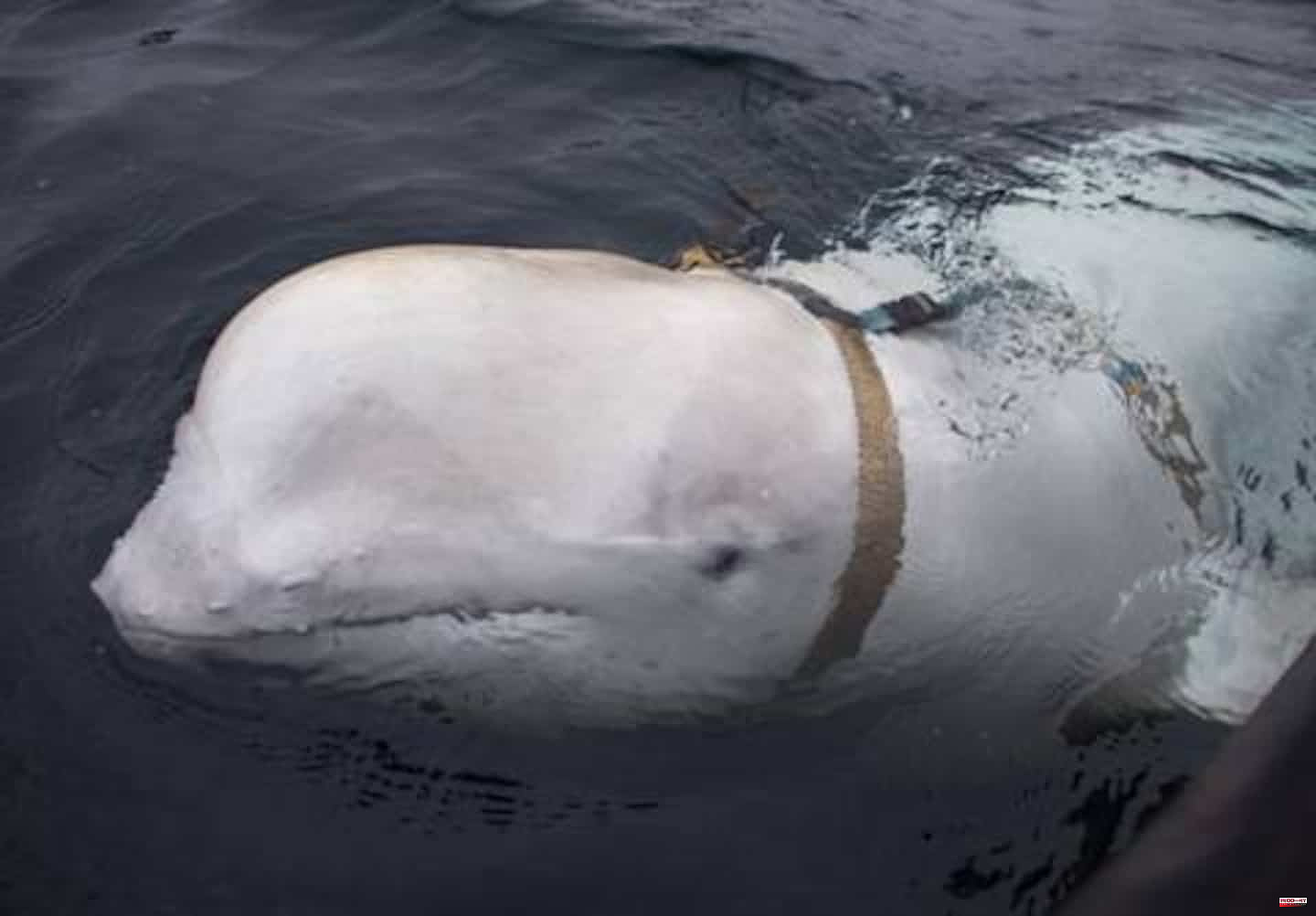 Ukraine: Putin recruits marine mammals