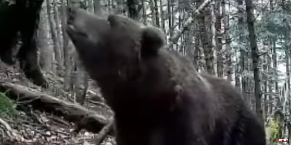 Video. Pyrenees: Nere, an old bear in the 25-year-old range, seems to be in good health despite having his paw injured.
