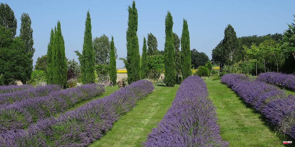 Montignac-le-Coq - The gardens of the Coq are celebrating their tenth year anniversary
