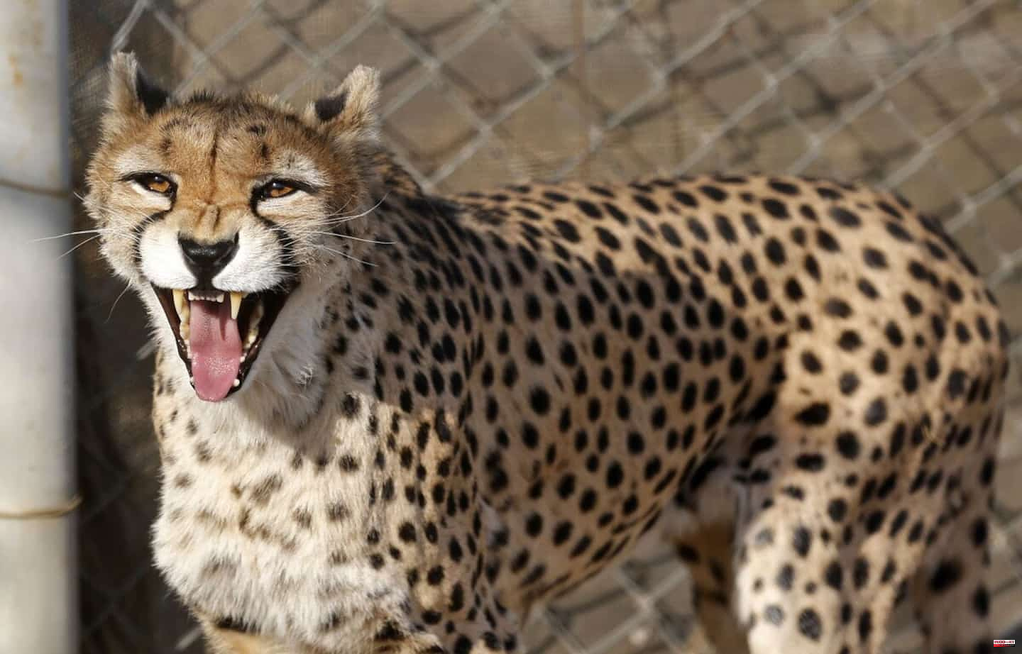 Iran: death of a second Asian cheetah cub, endangered species