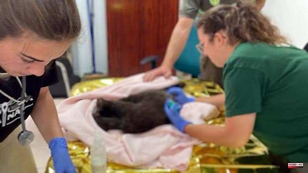 The bear cub found in Igüeña (León) responds positively to treatment, but remains 'critical'