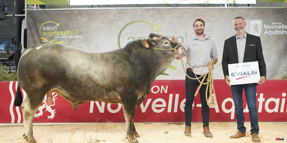 Agriculture: Bearn bull is the "supreme champion" of the Bazadaises competition.
