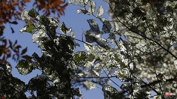 The Madrid City Council will act on 11,000 elm trees in the capital to control the galeruca plague