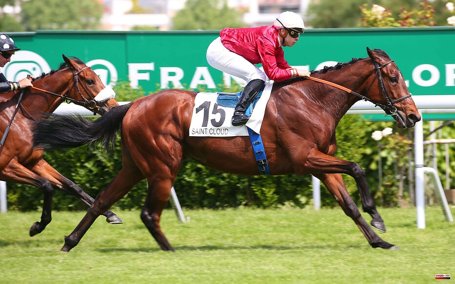 PMU - Arrival of the quinté of Tuesday May 17 at Saint-Cloud: En Or is aptly named