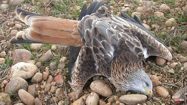 The trial for massive poisoning of birds of prey in Gerindote starts this Wednesday