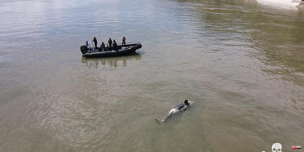 Orca in the Seine: Monday's animal death
