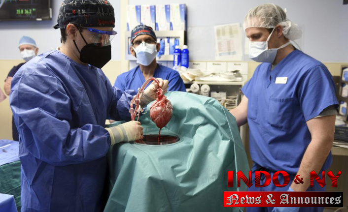 Human transplant using virus found in pig heart