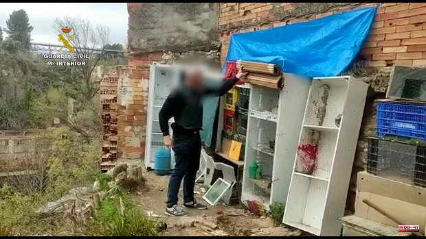 They investigate six people for stealing forty competition pigeons in towns of Alicante and Valencia