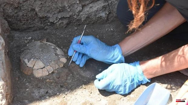 Unusual discovery in Pompeii: a turtle with its egg