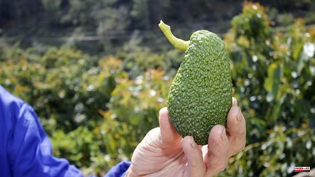 Health alert for some Peruvian avocados marketed in Spain