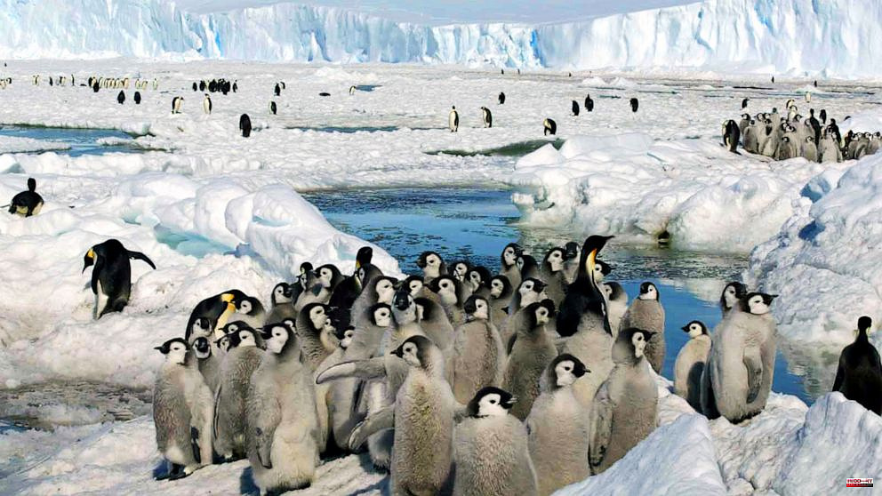 China blocks China's efforts to increase protection for emperor penguins
