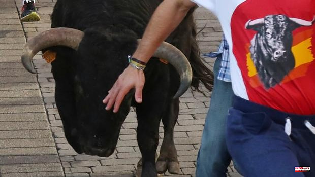 The streets of Soria will once again have a bull run after the pandemic break