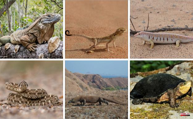 One in five reptile species are in danger of extinction
