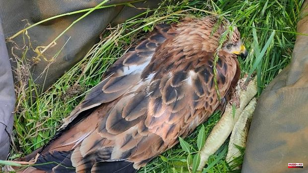 A red kite chick is rescued and returned to its nest in the region of Navafría
