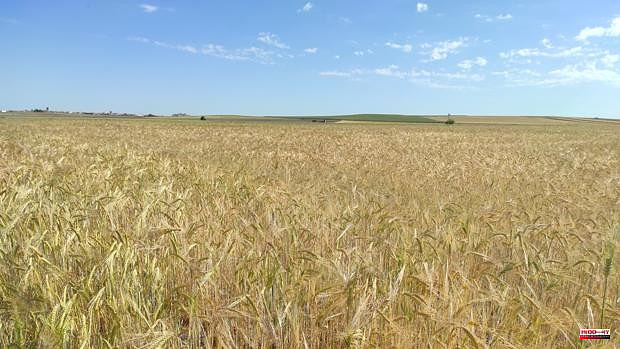 Agriculture forecasts that the cereal harvest will remain at 5.6 million tons