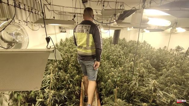 In a luxury villa and with the light 'hooked': an Albanian falls in Valencia with 92 marijuana plants