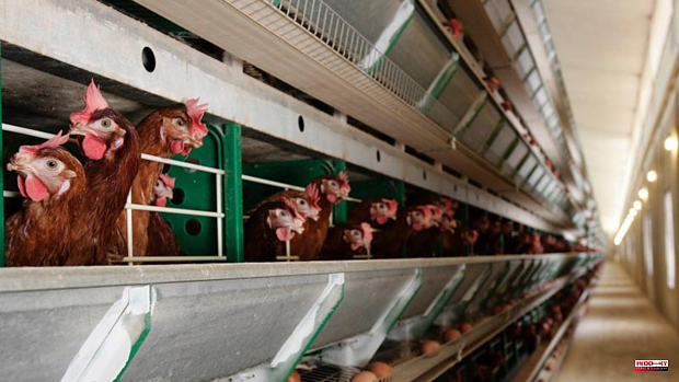 The poultry meat employer rules out the shortage of chicken after the summer