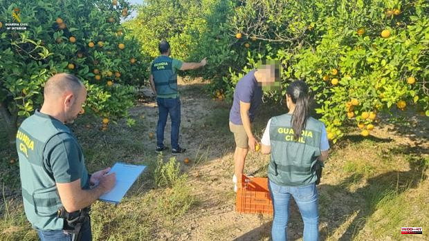 More than 11,200 kilograms of stolen oranges with a market value of 3,300 euros are involved