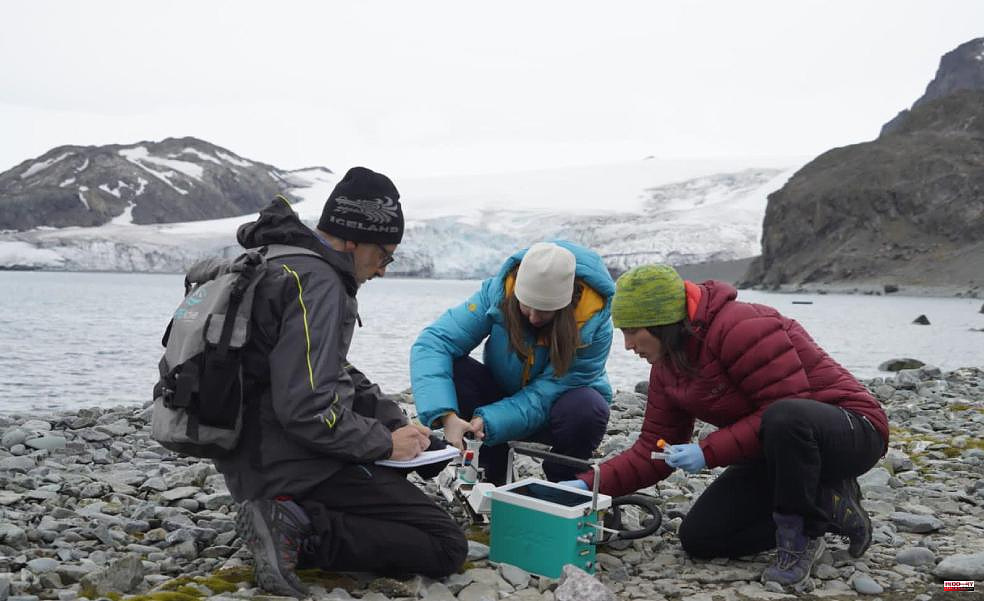 Two Basque scientists go on the hunt for Antarctic superplants
