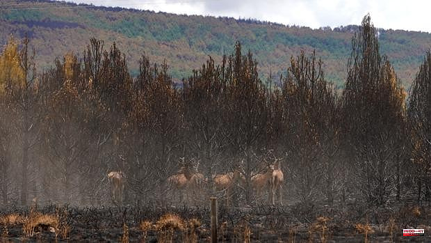 The Hunting Federation of Castilla y León offers help to the clubs affected by the fire in Zamora