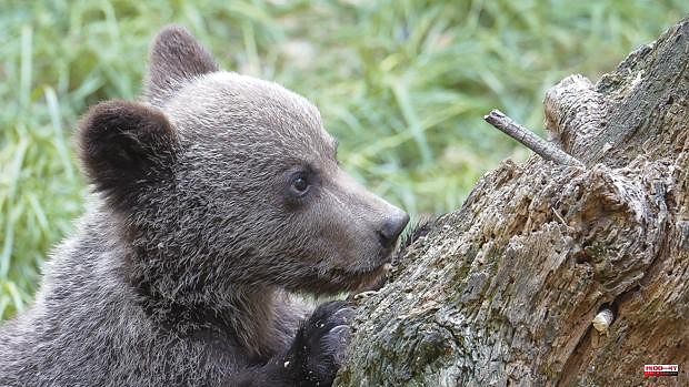 Out of danger the bear cub found in critical condition in León