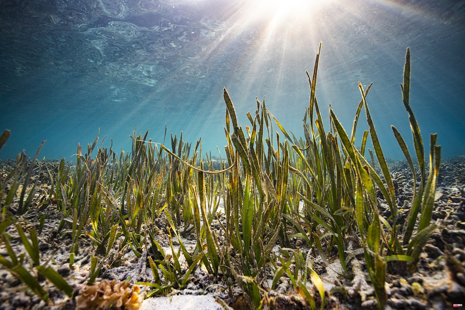 Human pee might just be the key to saving seagrass
