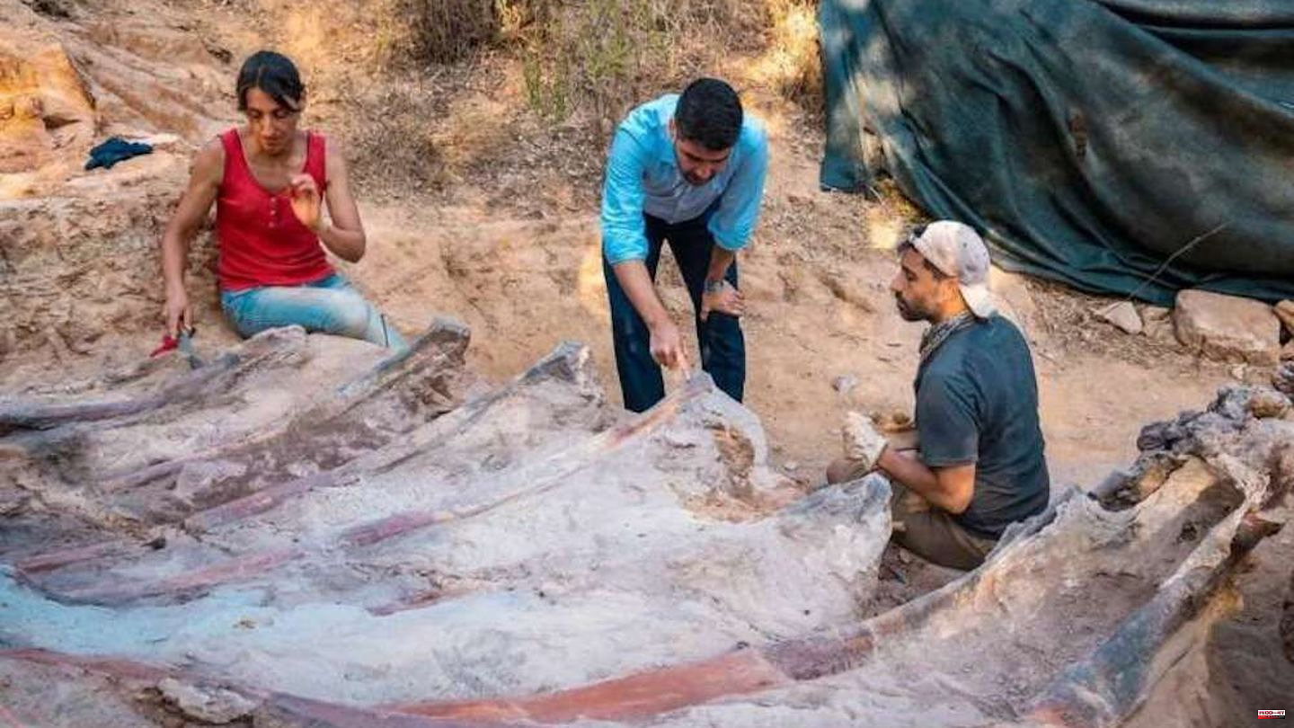 Portugal: Europe's largest dinosaur skeleton discovered - in a backyard