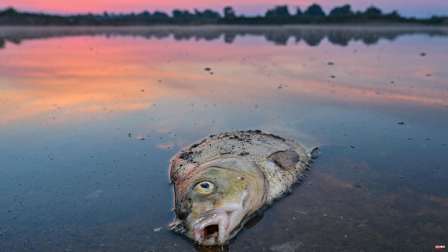 Environmental disaster on the Oder: You no longer want to watch the fish die. But what they are doing is illegal