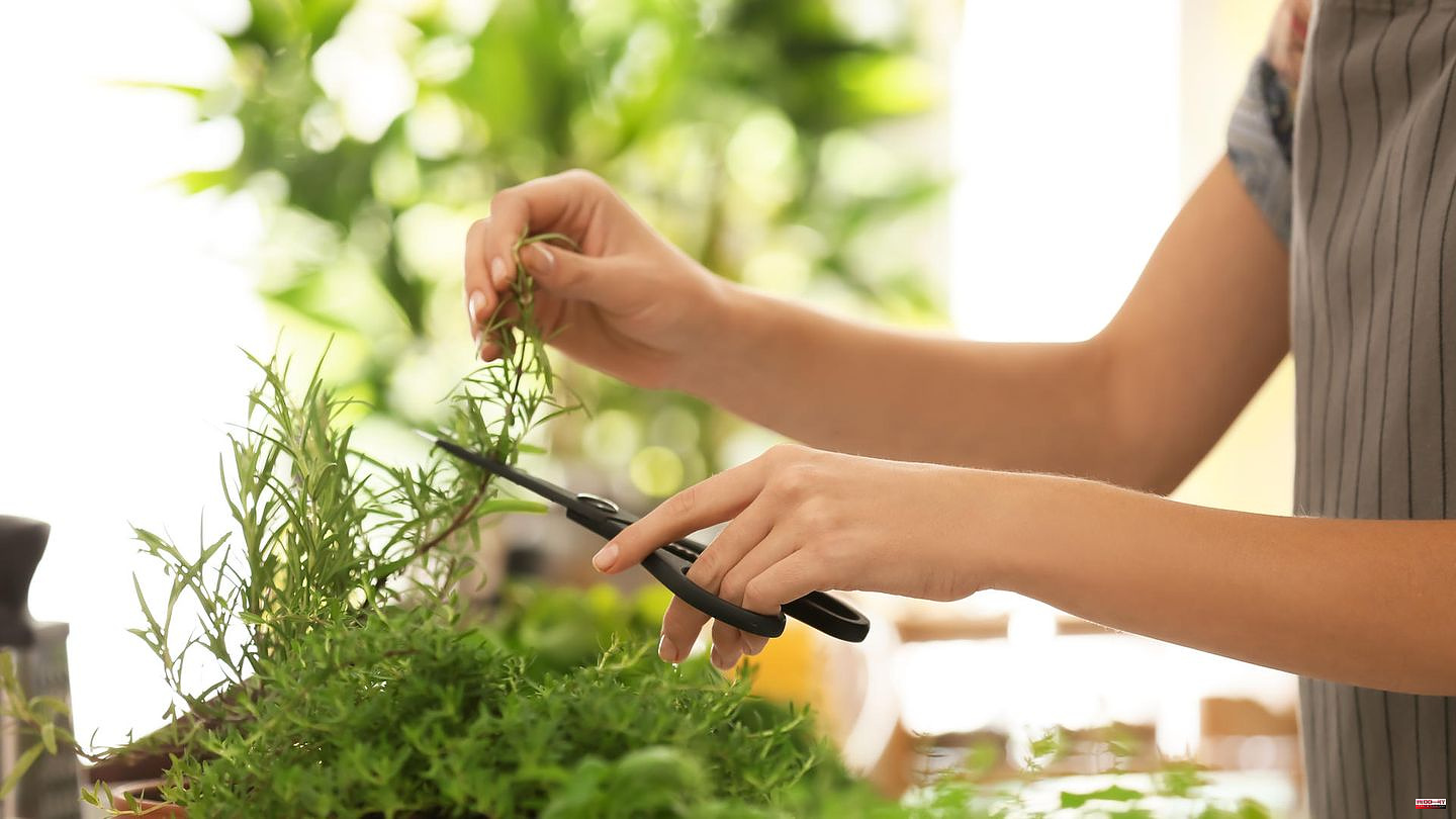 Indoor garden: fresh herbs, fruit and vegetables all year round — a smart garden is as simple as that