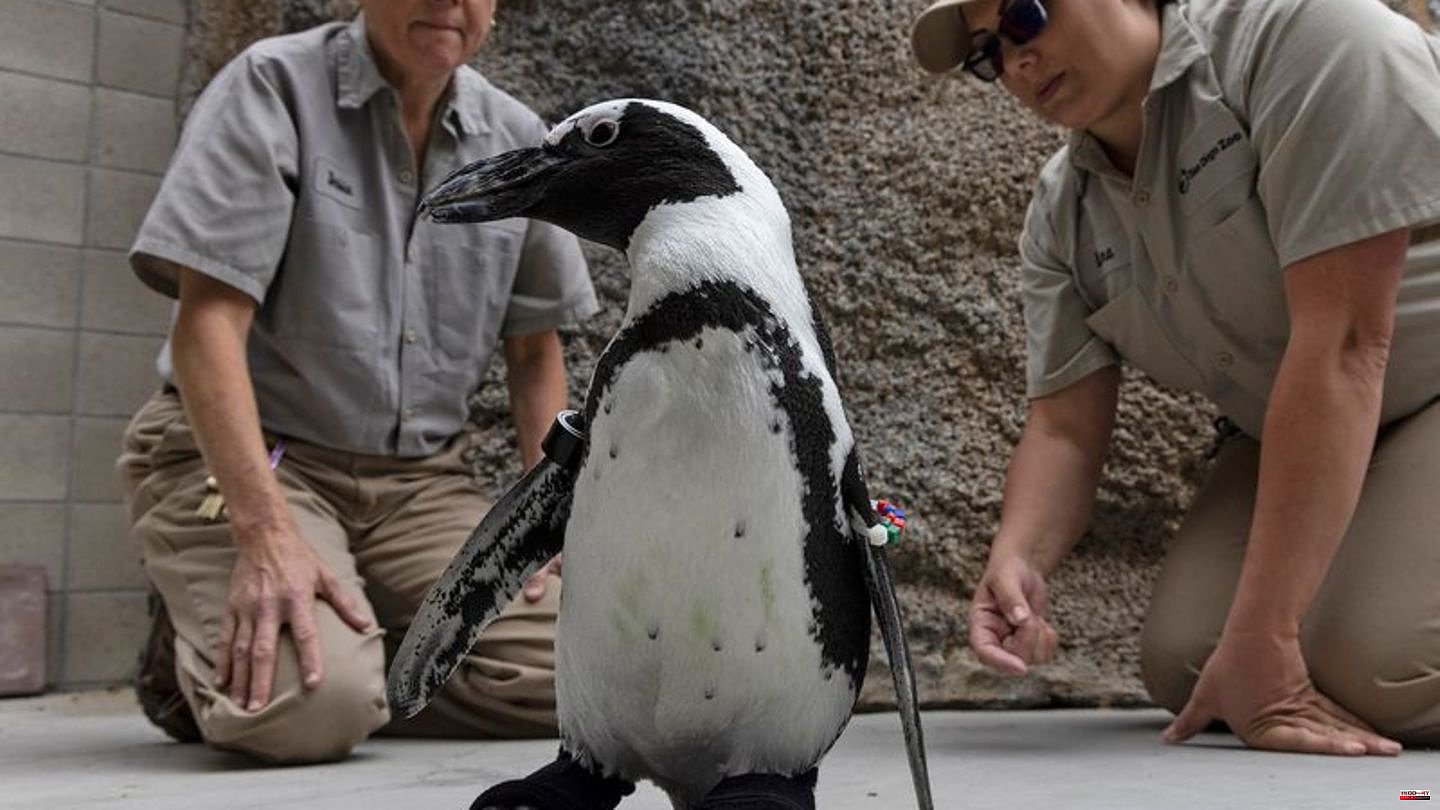 San Diego Zoo: Sick penguin gets orthopedic shoes
