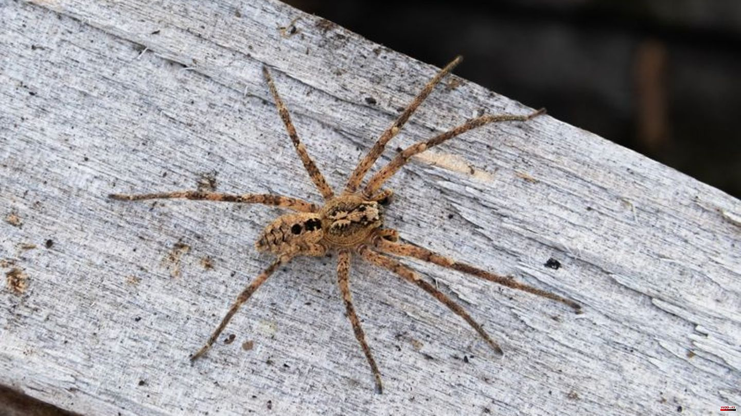 Propagation: Nosferatu spider has long since arrived in NRW