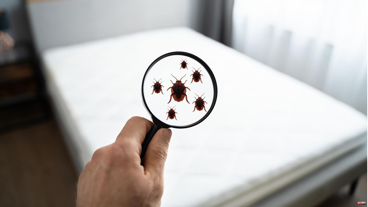 Parasites: fighting bed bugs: when is it time for the exterminator?
