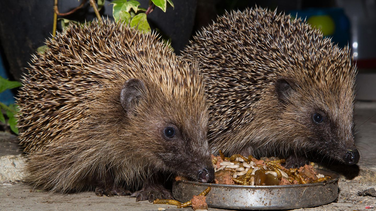 Animal diet: Which foods are suitable as hedgehog food - and which are not?