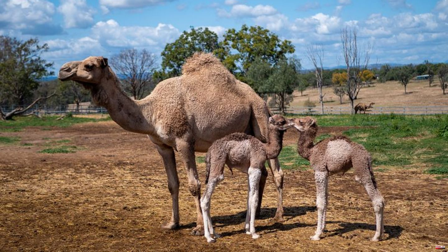Animals: Camels in Australia: From colonial desert ship to plague