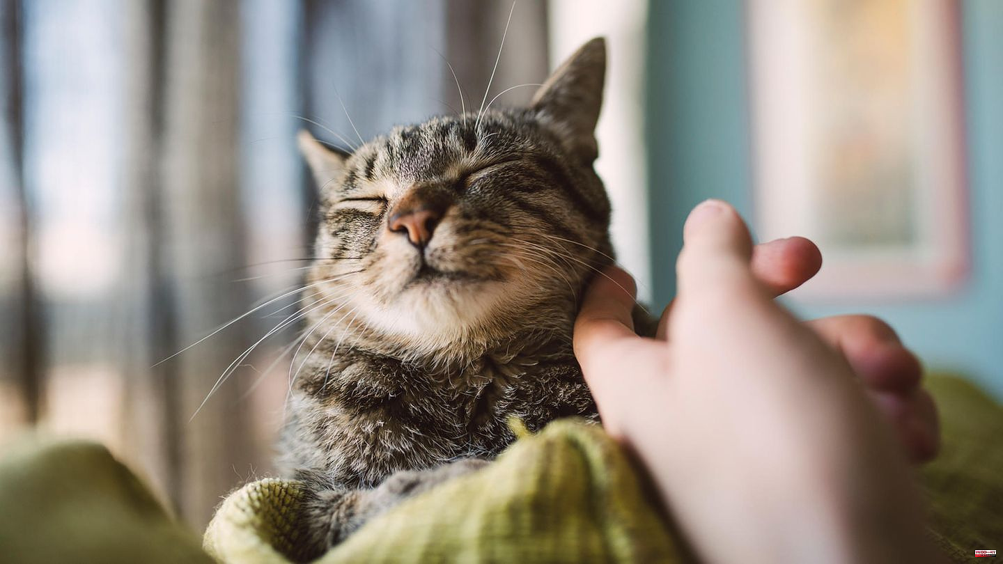 Study: Those who are not familiar with cats are apparently better at stroking