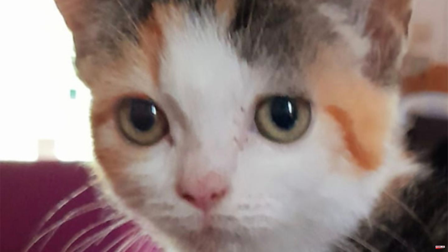 Cruelty to Animals: Children abused little kitten as a soccer ball – now she has died