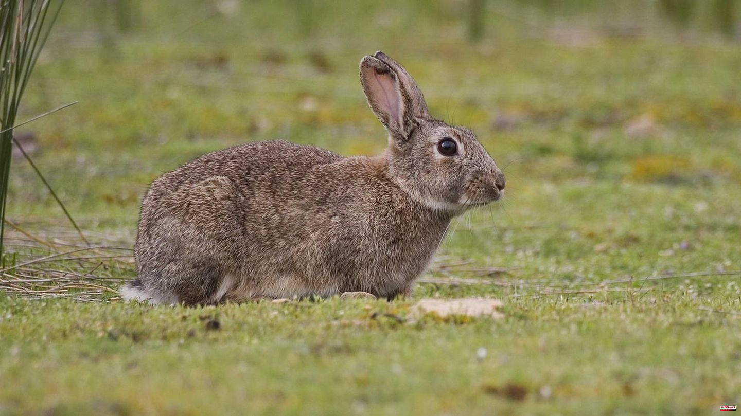 Study: 24 specimens led to a rabbit plague in Australia that costs the country hundreds of millions of dollars