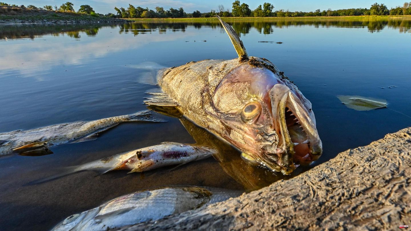 Mass extinction in the Oder: The mystery of the dead fish. The reconstruction of a catastrophe and who is apparently behind it