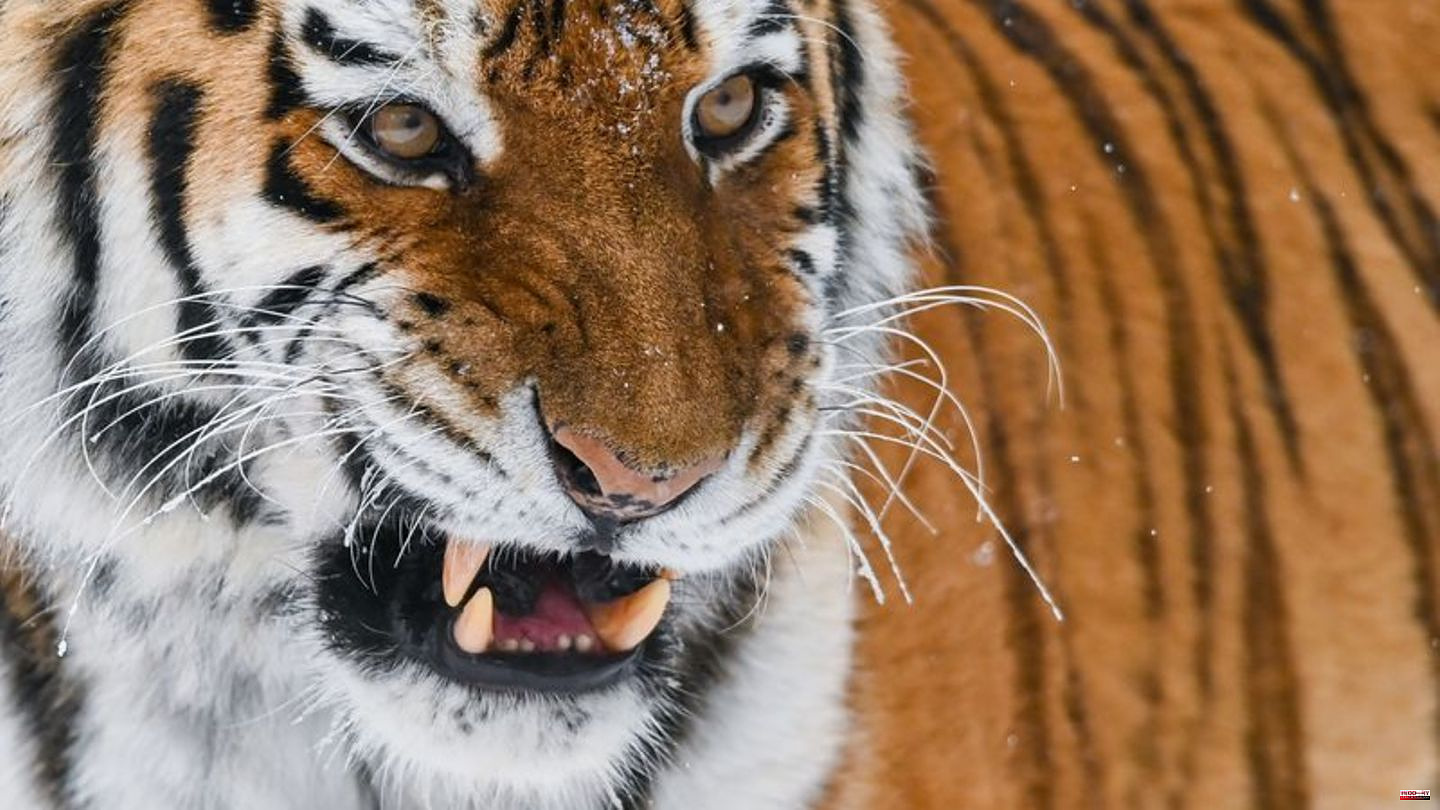 Nature conservation: Russia: the number of Amur tigers almost doubled