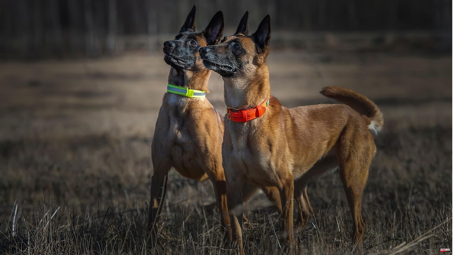 See and be seen: light collar for the dog: more safety when walking in the dark