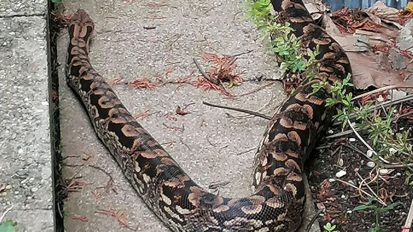 Madagascar boa: Owners wanted: Man discovers constrictor in the garden