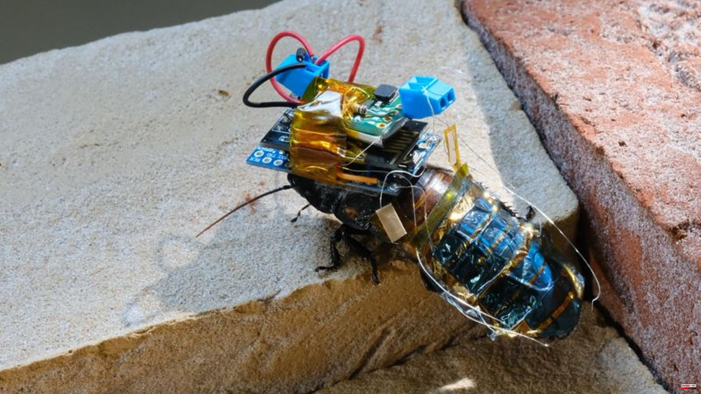Remote-controlled cockroaches: Researchers in Japan are developing super cyborgs