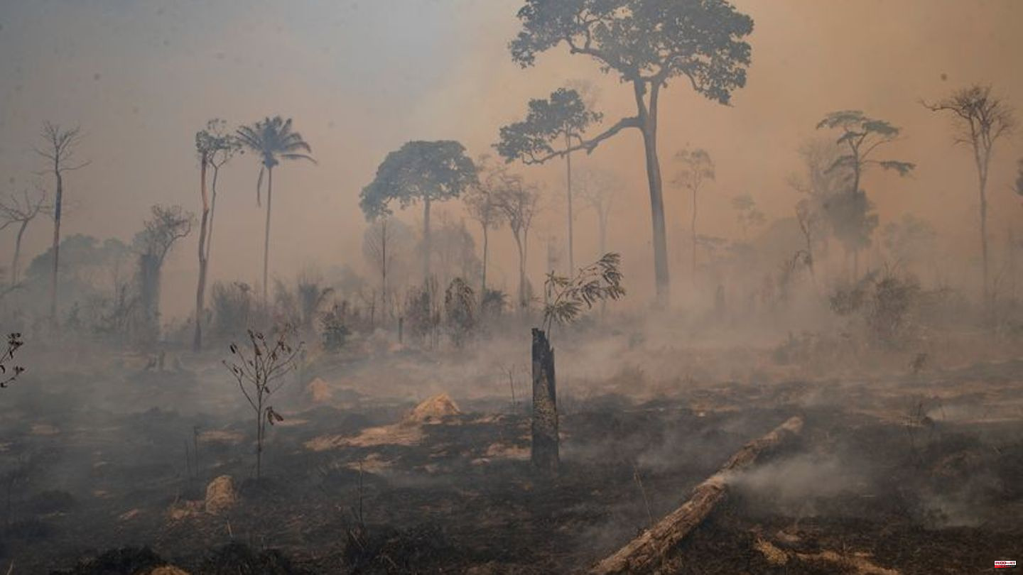 Amazon Day: WWF warns of consequences of rainforest destruction